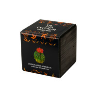 Набор для выращивания "Small village cube "Эхинокактус Альбинос"